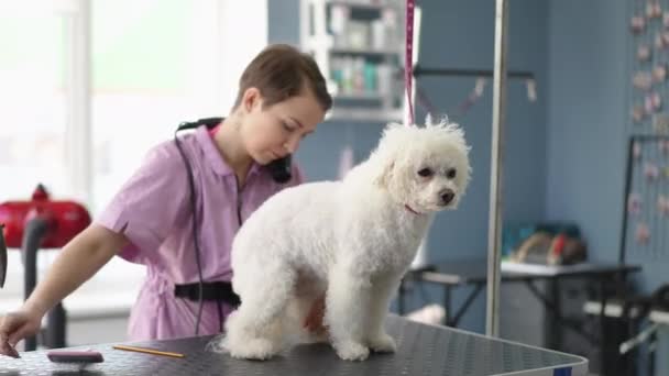 Female Groomer Combing Blow Drying Bichon Frise Dog Modern Grooming — Stock Video