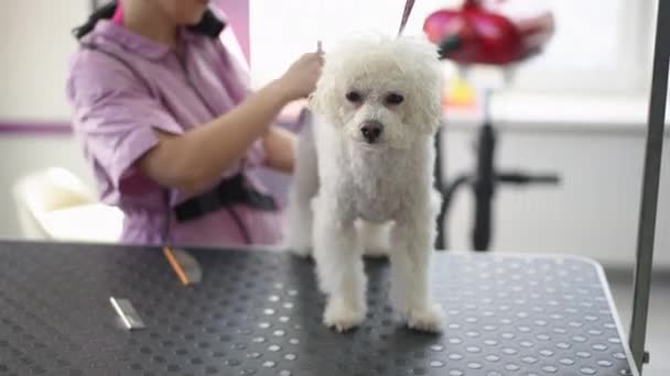 White Bichon Frise Dog Looks Camera Stands Calmly Grooming Table — Stock Video