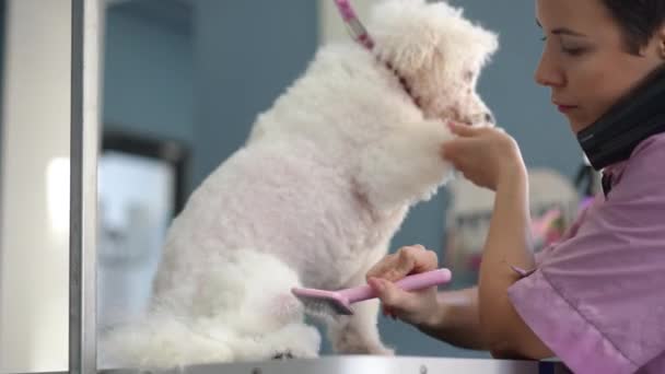 White Bichon Frise Dog Sits Grooming Table Female Groomer Holds — Stock Video