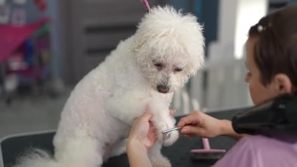 Ένα Θηλυκό Καθαριστής Χτενίζει Προσεκτικά Ένα Πόδι Σκύλου Ένα Πινέλο — Αρχείο Βίντεο