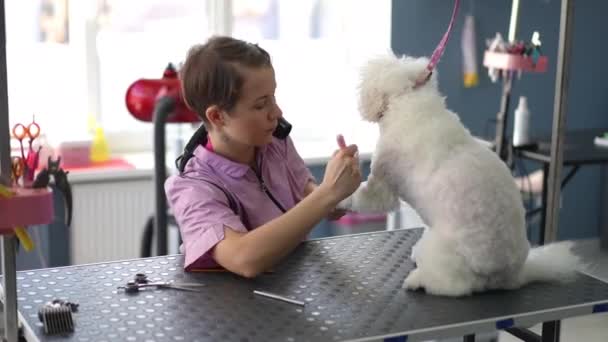 专业的女性美容师用刷子梳理一只狗的爪子 并用吹风机擦干 白比雄弗里斯兰狗在一个梳妆台 — 图库视频影像