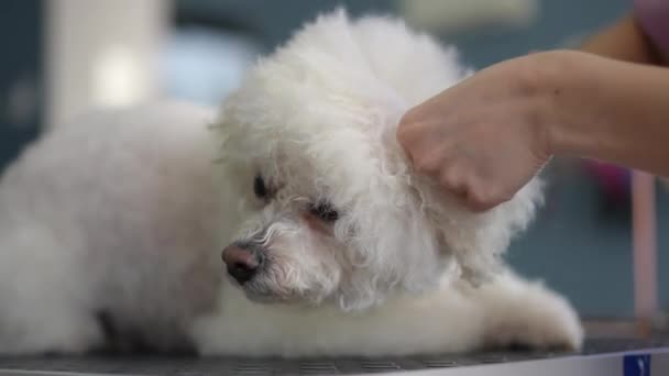 White Bichon Frise Hund Ligger Ett Skötbord Modern Grooming Studio — Stockvideo