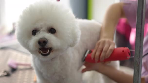 Ένα Χαριτωμένο Μικρό Άσπρο Σκυλάκι Μπιχόν Φριζέ Κουρεύεται Ένα Κλαδευτήρι — Αρχείο Βίντεο