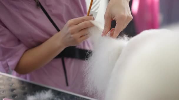 Professional Female Groomer Combs Tail Small White Dog Trims Scissors — Stock Video