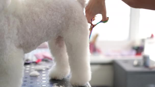 Modern Bir Tımar Stüdyosunda Beyaz Bir Bichon Frise Köpeği Tımar — Stok video