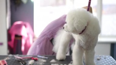 Beyaz bir Bichon Frise köpeği, profesyonel bir tımar ustası kürkünü tarayıp makasla keserken tımar masasında duruyor.