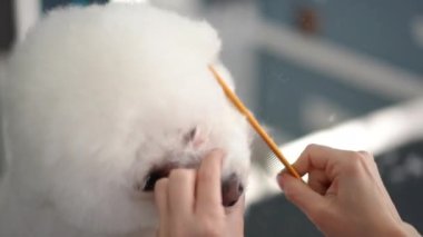 Bir kuaför beyaz bir Bichon Frise köpeğini tarak ile tarar, elini tımar stüdyosunda yüzünden tutar ve sonra da kürkü makasla keser. Yakın plan..