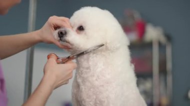 Bir tımarcı modern bir tımar stüdyosunda beyaz bir Bichon Frise köpeğini seyrelten bir makasla ağızlık ile keser. Yakın plan.
