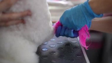 Plastik eldiven giyen profesyonel bir tımarcı, beyaz köpeği oturturken tüylü kuyruğuna pembe boya sürterek dikkatlice ovalar. Yakın plan..