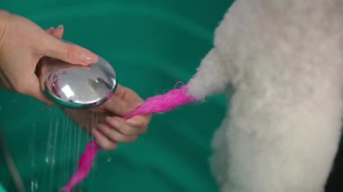 Dişi bir tımarcı, beyaz köpeklerin pembe kuyruğundaki boya kalıntılarını duş suyuyla yıkar. Yakın plan.