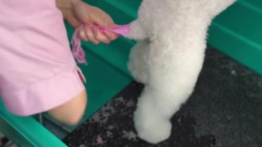Bir bakım stüdyosunda, bir kadın kuaför duştaki suyla beyaz köpeklerin pembe kuyruğunun kalan boyalarını yıkar. Yakın plan.