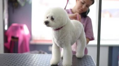 Şirin, beyaz bir Bichon Frise köpeği bir tımar stüdyosunda bir bakım masasında durur, dişi bir tımarcı ise kuyruğunu tarak ile tarar.