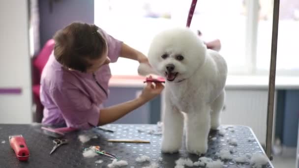 Een Witte Bichon Frise Hond Staat Een Verzorgingstafel Terwijl Een — Stockvideo