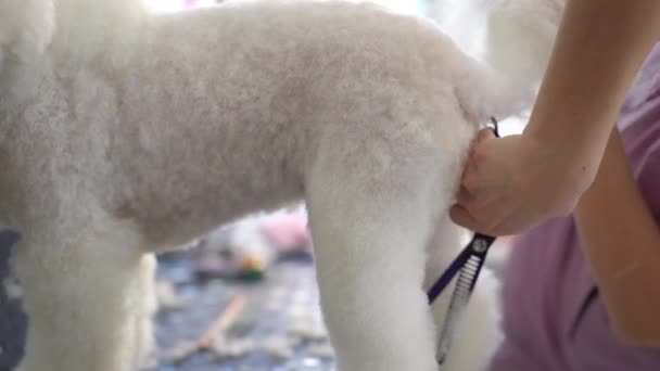 Close White Dog Standing Grooming Table While Female Groomer Trims — Stock Video