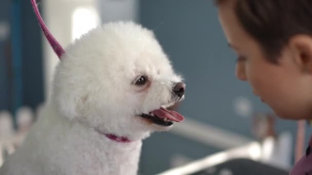 Glücklicher Weißer Bichon Frise Hund Einem Modernen Pflegestudio Dreht Den — Stockvideo