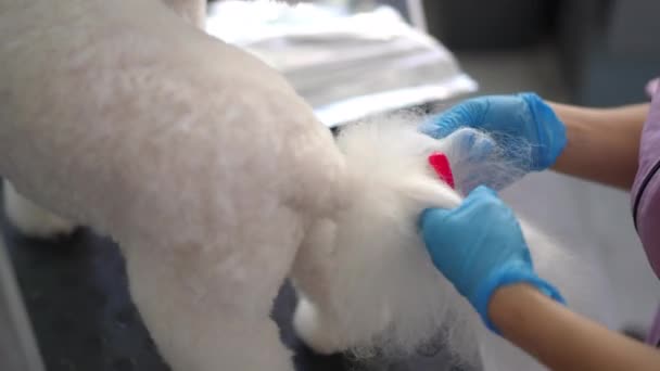 Groomer Rubber Gloves Distributes Pink Dye Fluffy Tail White Dog — Stock Video