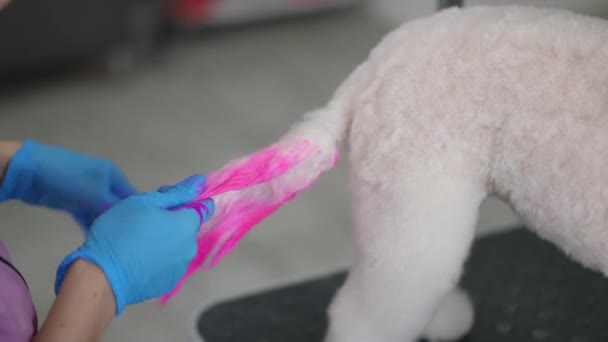 Groomer Wearing Rubber Gloves Carefully Rubs Pink Dye Fluffy Tail — Stock Video