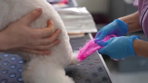 Medan Ägaren Håller Den Vita Hunden Putsare Bär Gummihandskar Försiktigt — Stockvideo