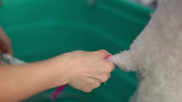 Female Groomer Removes Aluminum Foil White Dogs Pink Painted Tail — Stock Video