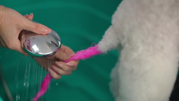 一位女性美容师用淋浴水洗掉了一条白色狗粉红尾巴上的油漆残留物 后续行动 — 图库视频影像