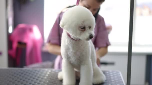 Grooming Studio Female Groomer Combs Tail White Bichon Frise Dog — Stock Video