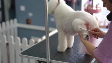 Bir kadın kuaför, bir bakım stüdyosunda seyyar bir masanın üzerinde duran beyaz bir köpeğin arka bacağını tarar ve fön çeker.