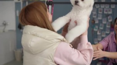 Güzel beyaz bir Bichon Frise köpeğini kadın bir tımarcıdan sahibine teslim etmek. Sahibinin kollarında mutlu, bakımlı bir köpek.