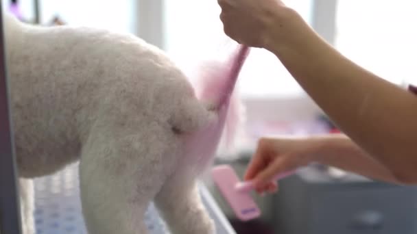 Female Groomer Combs Blow Dries Pink Tail White Dog Sits — Stock Video