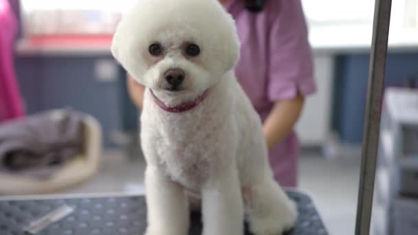 Last Brushing White Bichon Frise Handing Dog Owner Grooming Studio — Stock Video