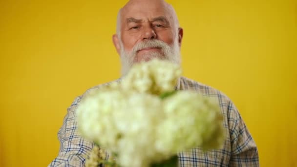 黄色の背景に隔離されたハイドレンジアの花束を保持するシャツの年配の灰色のひげの男の肖像画 男はカメラに花を持っている 男は集中できない クローズアップ — ストック動画