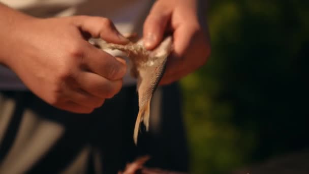Крупный План Неузнаваемый Человек Очищает Соленую Высушенную Рыбу Руками Перед — стоковое видео