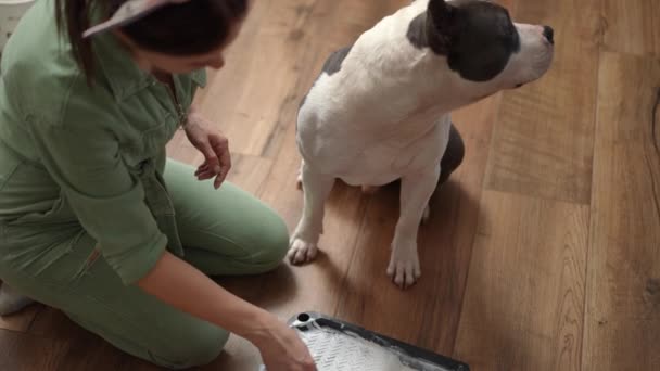 Cámara Lenta Una Mujer Sentada Rodillas Suelo Juega Con Perro — Vídeos de Stock