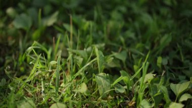 Yakın plan. Açık havada güneşli bir yaz gününde yeşil çimenler. Çimlere düşen boş bir plastik şişe.
