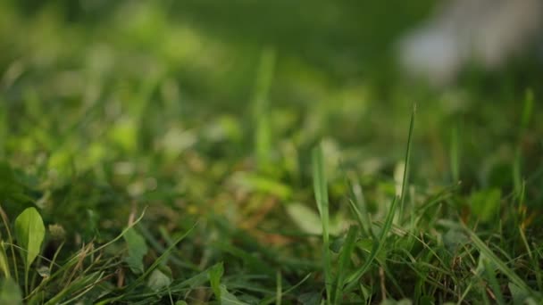 천천히 움직여 클로즈업 화창한 공원에서 잔디에 떨어지는 플라스틱 — 비디오