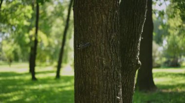 Close-up. A tit bird sits on a tree trunk, looks around and flies away
