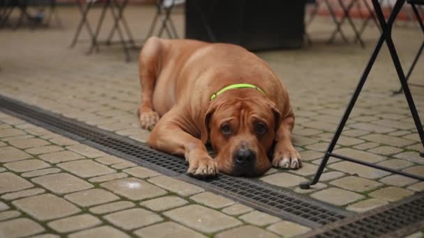 Perro Rojo Grande Con Collar Yace Las Losas Pavimentación Aire — Vídeos de Stock