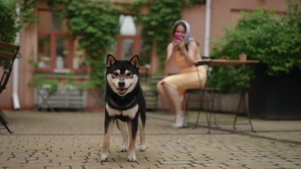 Langzame Beweging Voorgrond Nadert Een Kleine Zwart Witte Hond Camera — Stockvideo