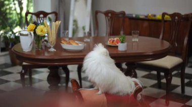 Beyaz bir Pomeranian Spitz, modern bir evin oturma odasındaki bir masanın yanında duran kollukları olan bir bankette oturuyor.