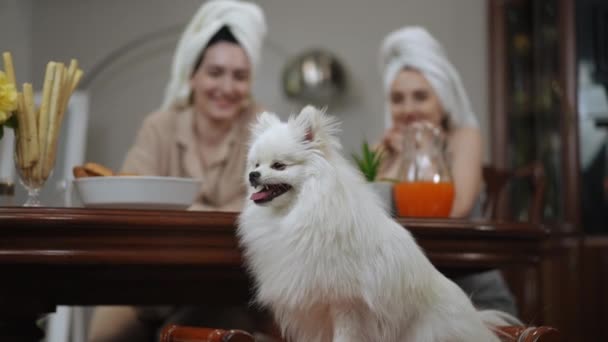 Πρώτο Πλάνο Ένα Λευκό Pomeranian Spitz Κάθεται Ένα Banquette Μπράτσα — Αρχείο Βίντεο