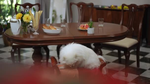 Morning Living Room White Pomeranian Spitz Lies Banquette Armrests Three — стоковое видео
