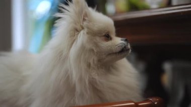 Yakın plan. Beyaz bir Pomeranian Spitz, modern bir evin oturma odasındaki bir masanın yakınındaki kollukları olan bir bankette oturuyor. Köpek kameraya bakar.
