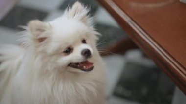 Beyaz bir Pomeranya 'lı mutfak masasının yanında oturuyor, yemek bekliyor, yalanıyor ve kuyruğunu sallıyor.