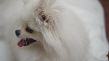 Yakın plan. Beyaz Pomeranian Spitz yatak odasındaki beyaz battaniyenin üzerinde otururken poz verir.