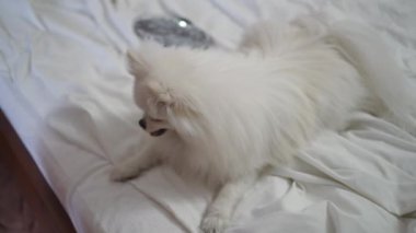 Yakın plan. Yatakta, beyaz bir Pomeranya Spitz yatak odasında beyaz bir battaniyeye uzanıyor ve kuyruğunu sallıyor.