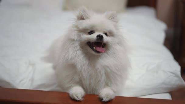 Spitz Pomeranian Branco Senta Inquieto Cobertor Branco Quarto Cama — Vídeo de Stock