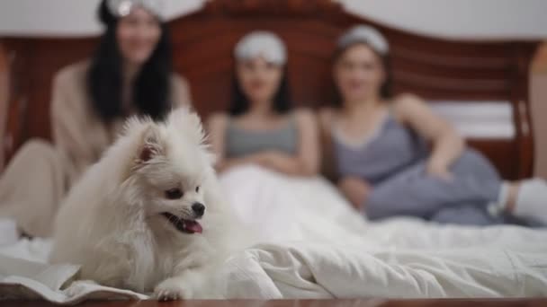 Primeiro Plano Brincalhão Branco Pomeranian Spitz Corre Cama Cobertor Branco — Vídeo de Stock