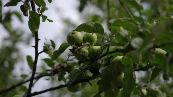 Primer Plano Manzanas Verdes Silvestres Cuelgan Una Rama Árbol Jardín — Vídeos de Stock