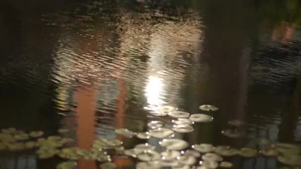 观察多朵睡莲在明媚的阳光下在平静的湖水上飘荡 — 图库视频影像