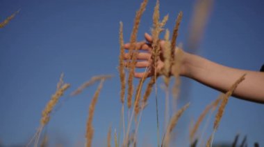 Düşük açılı çekim. Yakın plan. Ağır çekim. Bir kadın mavi gökyüzüne karşı tarla bitkilerinin dikenlerine dokunuyor. Bir kadının eli tarlanın tepesine değdiğinde tanınmayan bir kadın yürür.