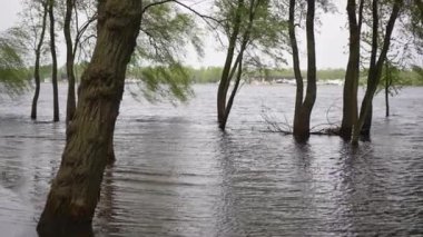 Huzurlu ve sakin bir manzara, ağaçların kısmen suyun içine gömüldüğü su basmış bir bölgeyi gösteriyor.